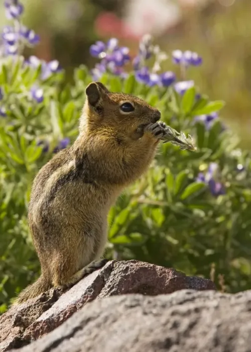 Framed Print : Golden-mantled Ground Squirrel (Spermophilus lateralis) feeding among lupines and Magenta paintbrushes on Mount Rainier, Cascade Mountains, Washington Framed Print : Golden-mantled Ground Squirrel (Spermophilus lateralis) feeding among lupines and Magenta paintbrushes on Mount Rainier, Cascade Mountains, Washington