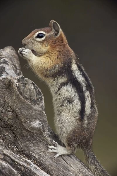 Golden-mantled Ground Squirrel - standing on hind legs with cheek pouches full of food - Montana - USA