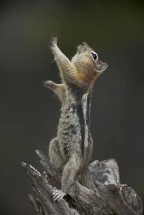 Framed Print : Golden-mantled Ground Squirrel - standing on hind legs with cheek pouches full of food - Montana - USA