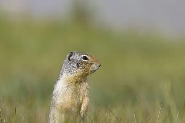 Golden Mantled Ground Squirrel - standing upright on lookout for danger - Rocky Mountains - Alberta - Canada MA001959