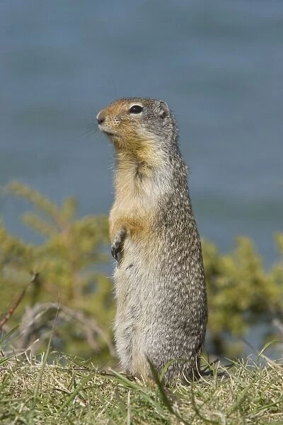 Golden Mantled Ground Squirrel - standing upright on lookout for danger - Rocky Mountains - Alberta - Canada MA001947
