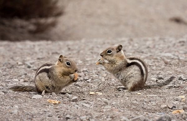 Golden-mantled Ground Squirrels - feeding on scraps at 7000 ft - Crater Lake National Park - Oregon