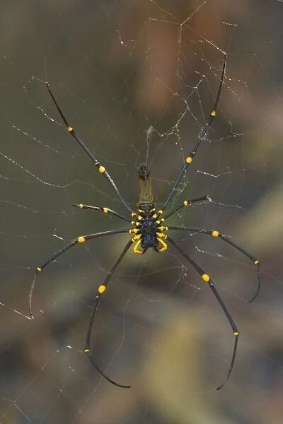 Golden Orb-weaver - big and colourful spider on its web waiting for prey - Northern Territory, Australia