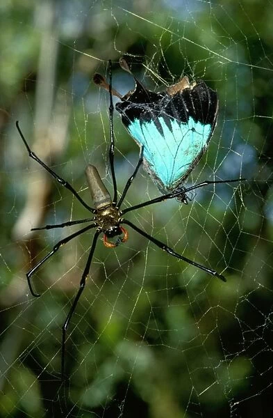 A Golden orb-weaver - female spider with captured Ulysses butterfly