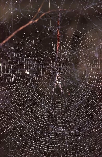 A Golden orb-weaver - female spider in web