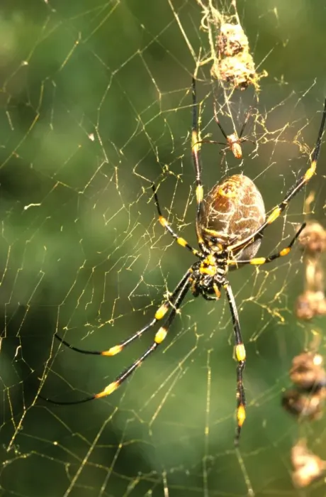 Framed Print : A Golden orb-weaver - female spider in web with food debris and attendant male above