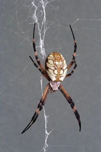 Golden orb weaver - Size: abdomen only, 15 mm long; abdomen and head, 25 mm long; with legs extended as on photo: 75 mm total length Specimen from San Diego, California