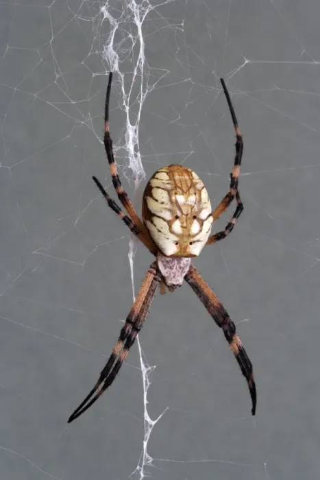 Framed Print : Golden orb weaver - Size: abdomen only, 15 mm long; abdomen and head, 25 mm long; with legs extended as on photo: 75 mm total length Specimen from San Diego, California Framed Print : Golden orb weaver - Size: abdomen only, 15 mm long; abdomen and head, 25 mm long; with legs extended as on photo: 75 mm total length Specimen from San Diego, California