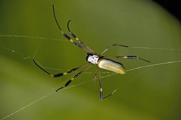 Golden orb-weaver spider. Costa Rica