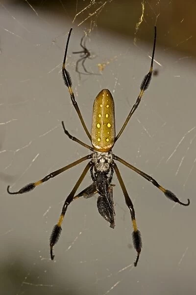 Golden Orb Weaver Spider - female eating wasp - Costa Rica