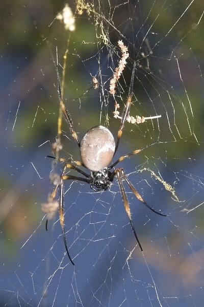 Golden Orb Weaver spider - male approaches a female from above, hoping to mate with her. His swollen black pedipalps contain a sperm bundle transferred from his reproductive organs; this is rapidly injected into the female's body