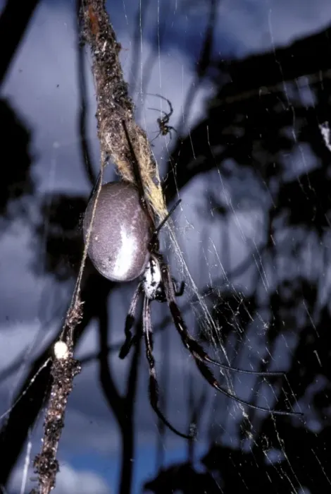 Framed Print : Golden Orb-weaver spider - with much smaller male Framed Print : Golden Orb-weaver spider - with much smaller male