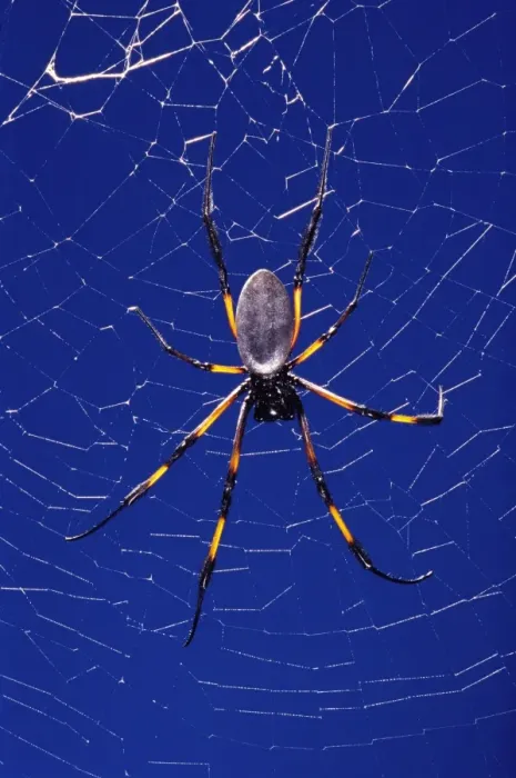 Framed Print : Golden Orb-web Spider Framed Print : Golden Orb-web Spider