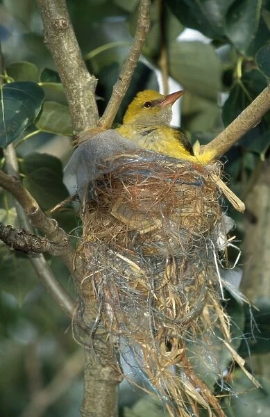 Golden Oriole - at nest