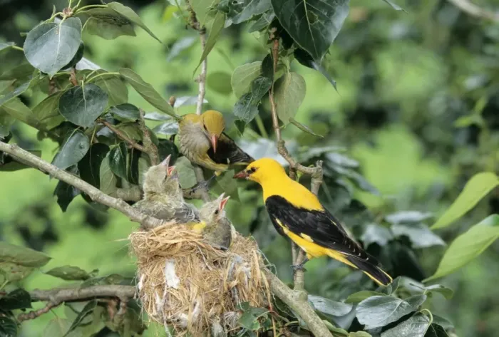Framed Print : Golden Oriole - parents feeding young Framed Print : Golden Oriole - parents feeding young