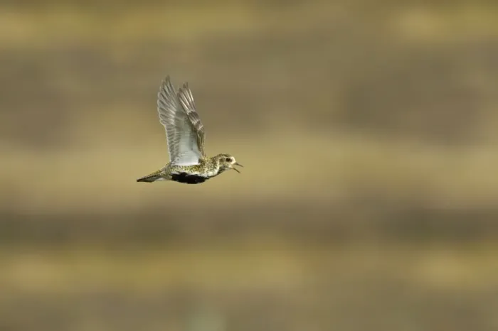 Framed Print : Golden Plover - Calling in flight over moorland Yell, Shetland, UK BI010734 Framed Print : Golden Plover - Calling in flight over moorland Yell, Shetland, UK BI010734