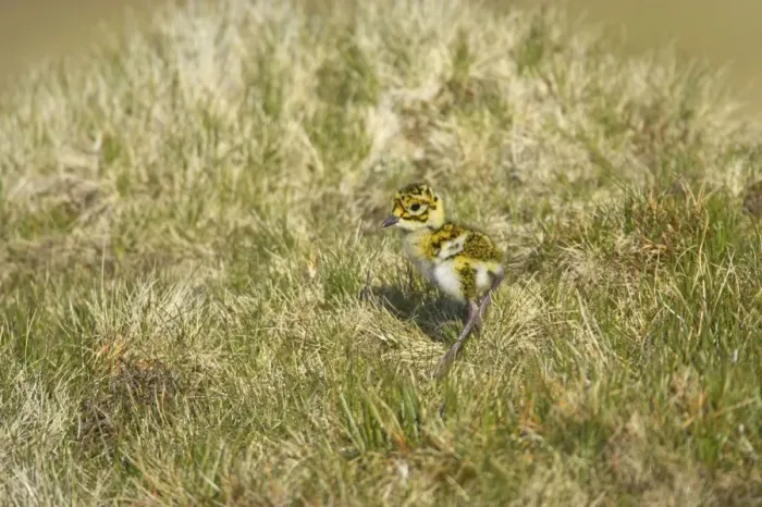 Framed Print : Golden Plover - Chick Yell, Shetland, UK BI010705 Framed Print : Golden Plover - Chick Yell, Shetland, UK BI010705