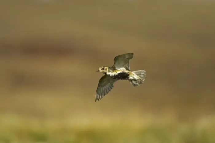 Framed Print : Golden Plover - In flight over moorland Yell, Shetland, UK BI010732 Framed Print : Golden Plover - In flight over moorland Yell, Shetland, UK BI010732