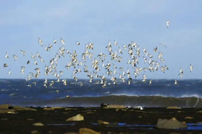 Framed Print : Golden Plover - flock flying along coast in autumn. Northumberland, UK Framed Print : Golden Plover - flock flying along coast in autumn. Northumberland, UK