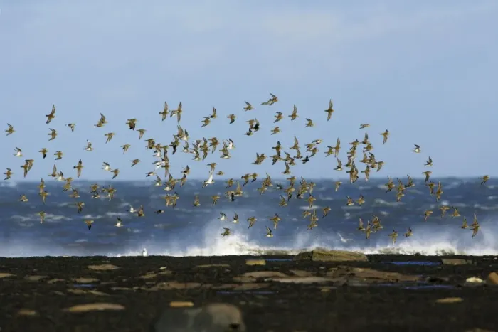 Framed Print : Golden Plover - flock flying along coast in autumn. Northumberland, UK Framed Print : Golden Plover - flock flying along coast in autumn. Northumberland, UK
