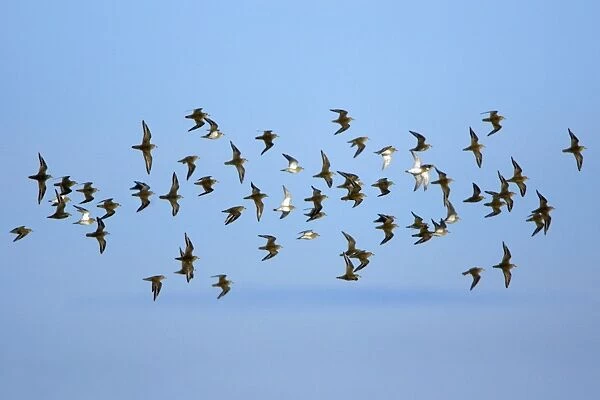 Golden Plover - flock flying along coast in autumn. Northumberland, UK