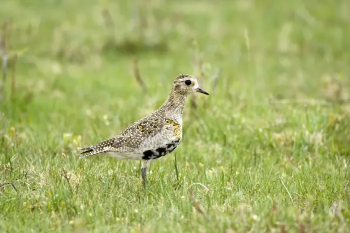 Framed Print : Golden Plover - In grass - Mull - Scotland