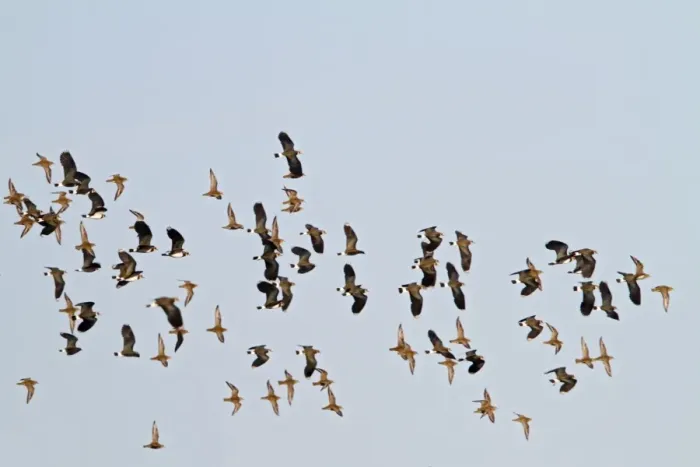 Framed Print : Golden Plover & Lapwing (Vanellus vanellus) mixed flock in flight - Bedfordshire UK 8638 Framed Print : Golden Plover & Lapwing (Vanellus vanellus) mixed flock in flight - Bedfordshire UK 8638