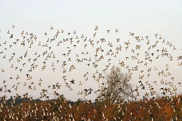 Golden Plover – large Autumn flock in flight Bedfordshire UK 003373