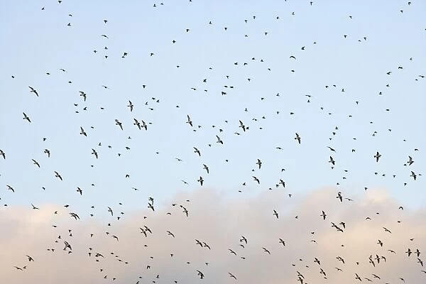 Golden Plover – large Autumn flock in flight Bedfordshire UK 003381