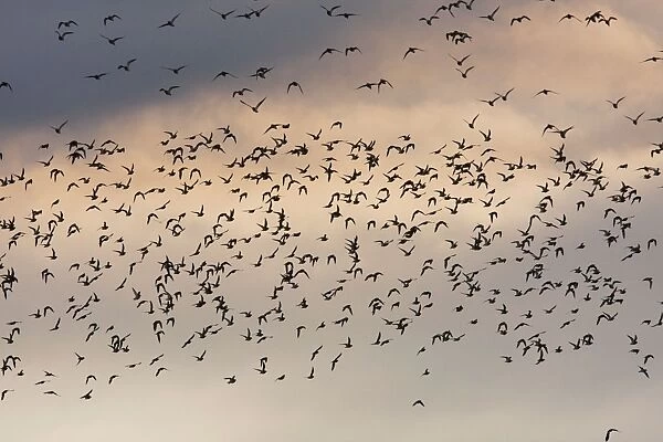 Golden Plover - A large flock in flight. Teesside, England