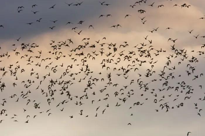 Framed Print : Golden Plover - A large flock in flight. Teesside, England Framed Print : Golden Plover - A large flock in flight. Teesside, England