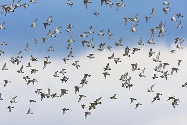Golden Plover - A large flock in flight. Teesside, England