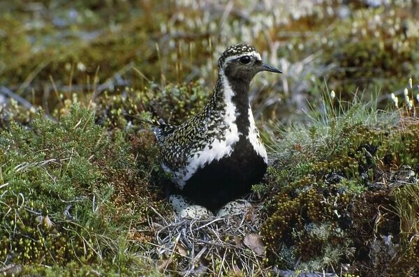 Golden Plover - on nest with eggs