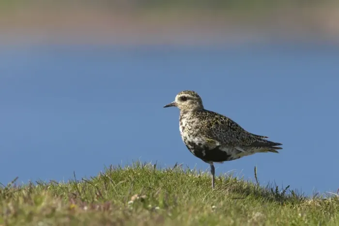 Framed Print : Golden Plover Shetland Mainland, UK BI010730 Framed Print : Golden Plover Shetland Mainland, UK BI010730