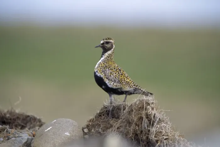 Framed Print : Golden Plover - summer plumage