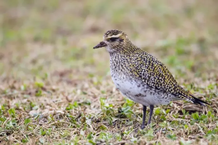 Framed Print : Golden Plover - in winter plumage - UK Framed Print : Golden Plover - in winter plumage - UK