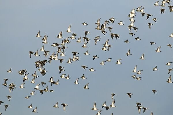 Golden Plovers - flock in flight - South Yorkshire - UK