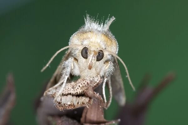 Golden Plusia Moth - Essex - UK IN000961