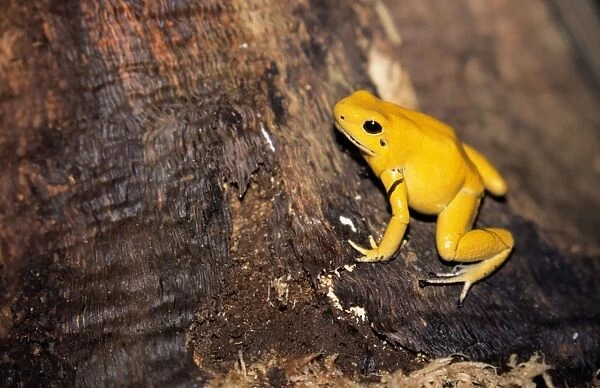 Golden Poison Arrow  /  Poison Dart Frog - rare & endangered Andes in Colombia