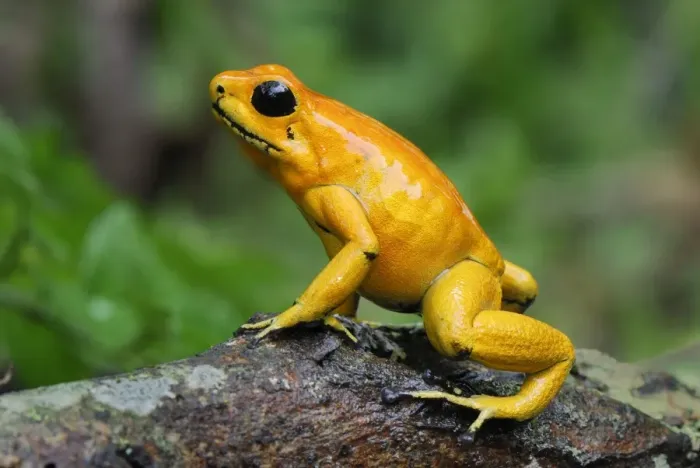 Framed Print : Golden Poison Dart Frog Cauca, Colombia Framed Print : Golden Poison Dart Frog Cauca, Colombia