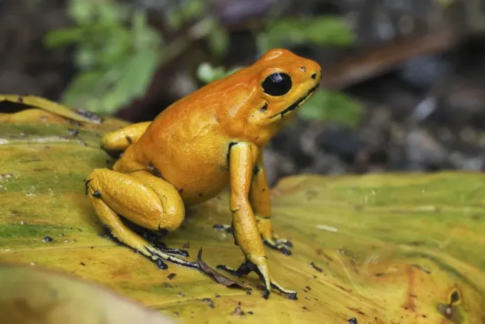 Framed Print : Golden Poison Dart Frog Cauca, Colombia Framed Print : Golden Poison Dart Frog Cauca, Colombia