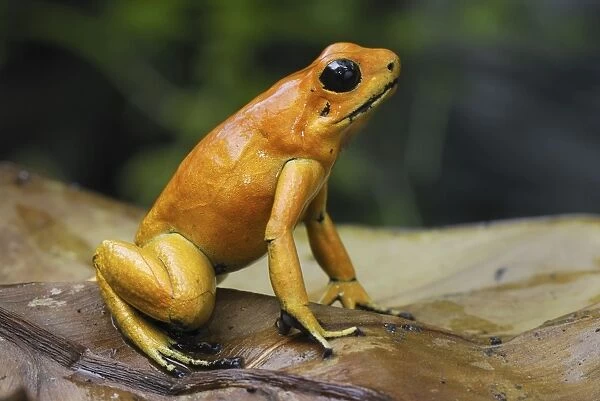 Golden Poison Dart Frog Cauca, Colombia