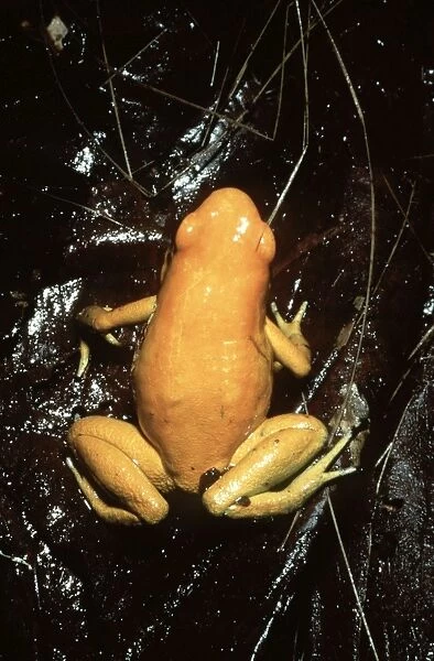 Golden Poison Frog AW 5685 Southern Colombia, South America Phyllobates terribilis © Adrian Warren  /  ardea. com