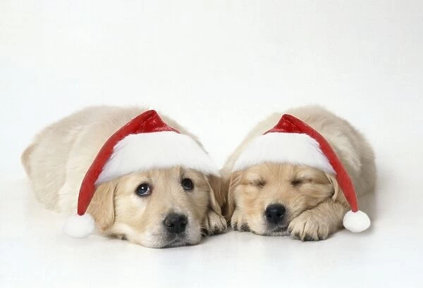 Golden Reriever Dog - puppies 7 weeks old, wearing Christmas hats