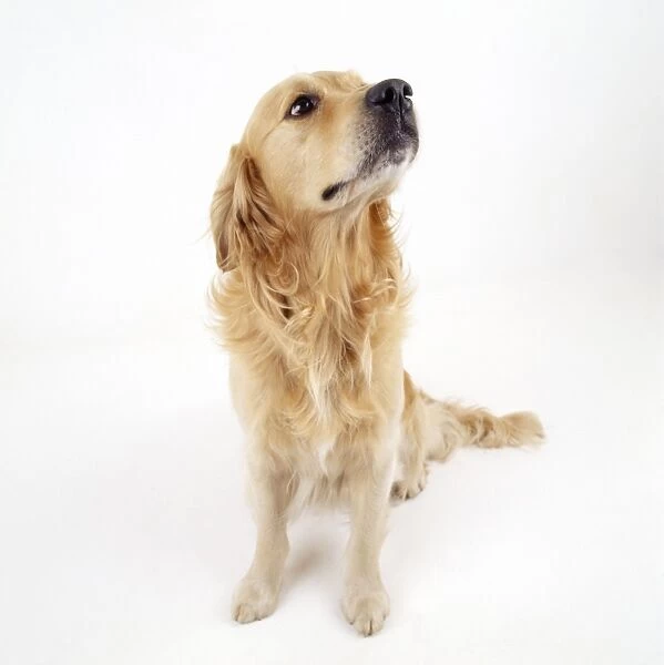 Golden Retiever Dog