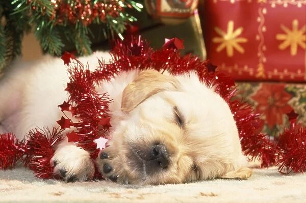 Golden Retiever Dog - puppy asleep under Christmas tree