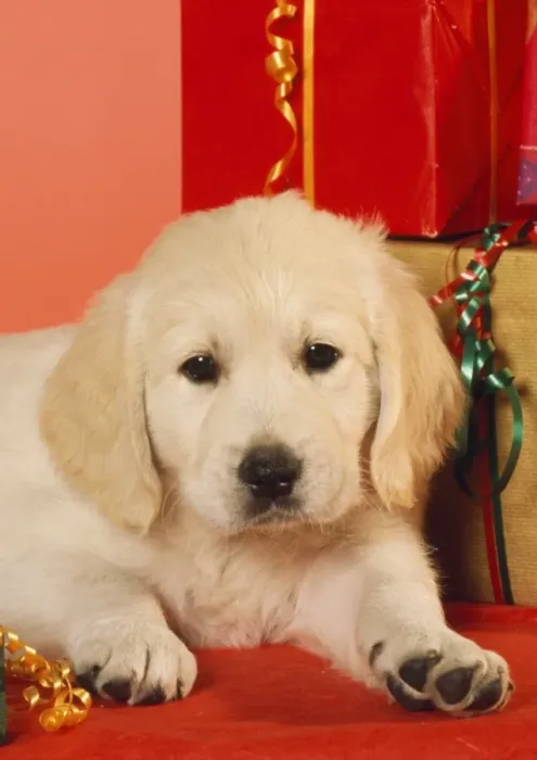 Framed Print : Golden Retiever Dog - puppy amongst Christmas presents Framed Print : Golden Retiever Dog - puppy amongst Christmas presents