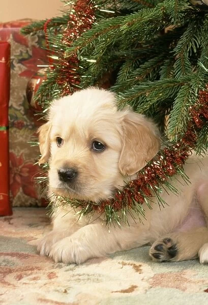Golden Retiever Dog - puppy under Christmas tree