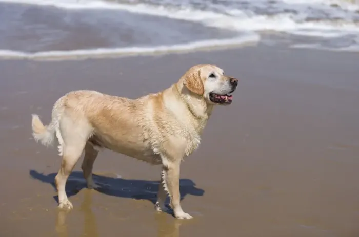 Framed Print : Golden Retreiver On beach Waxham Beach Norfolk UK Framed Print : Golden Retreiver On beach Waxham Beach Norfolk UK