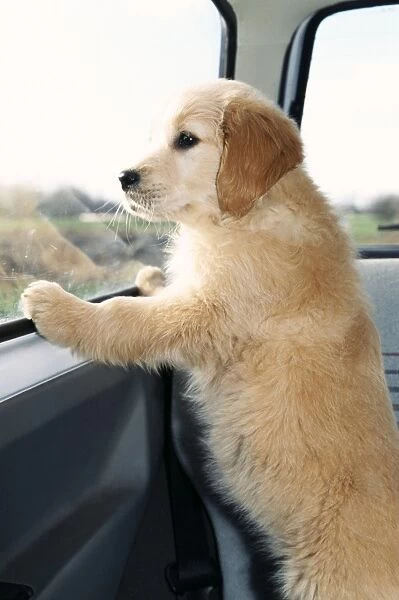 Golden Retreiver Dog ME 156 Puppy in car. © Johan De Meester  /  ARDEA LONDON